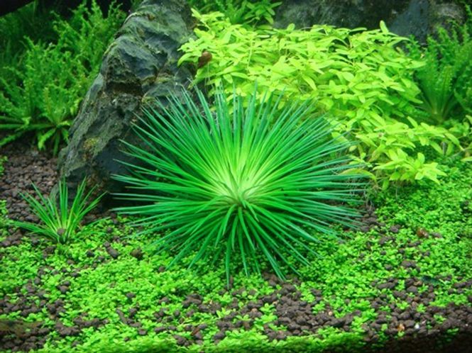 Hovedbilde Eriocaulon cinereum - 1-2 Grow!
