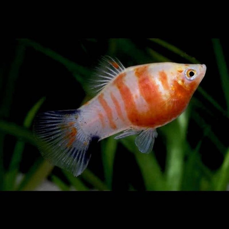 PLATY KORALL GUL ZEBRA 3-4CM