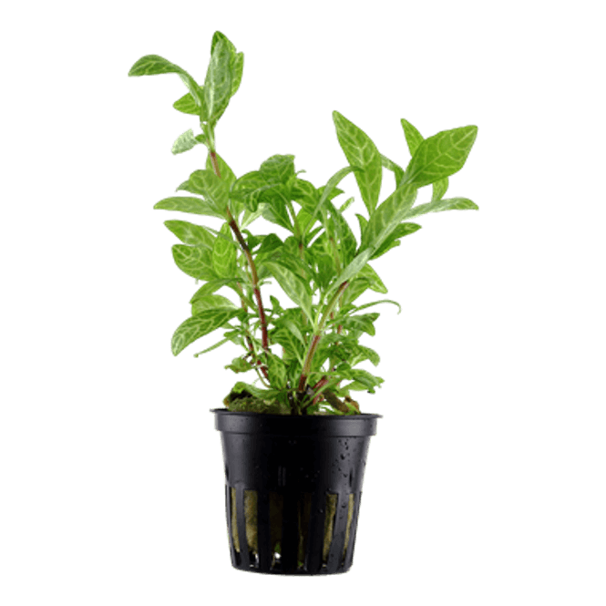 Hovedbilde Hygrophila Polysperma Rosanervig