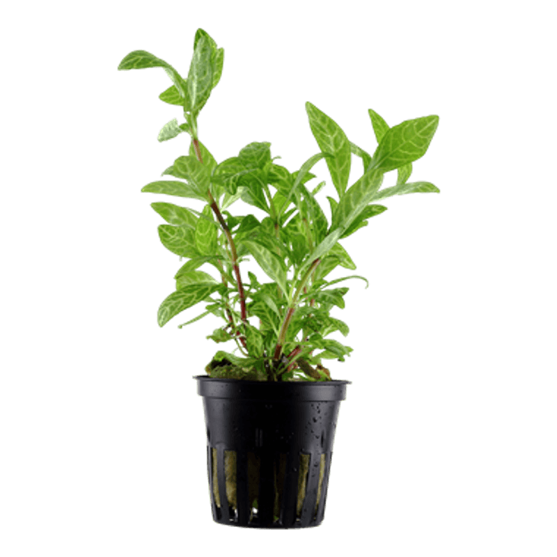 Hygrophila Polysperma Rosanervig