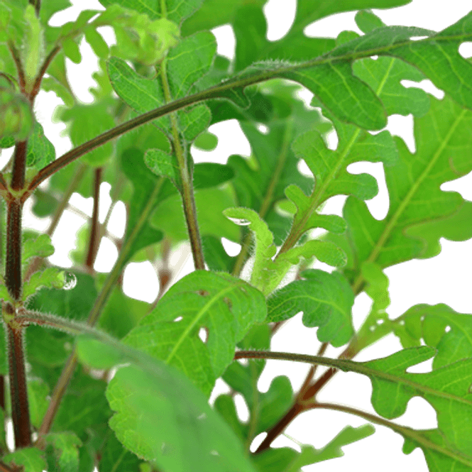 Hovedbilde Hygrophila pinnatifida - Potte