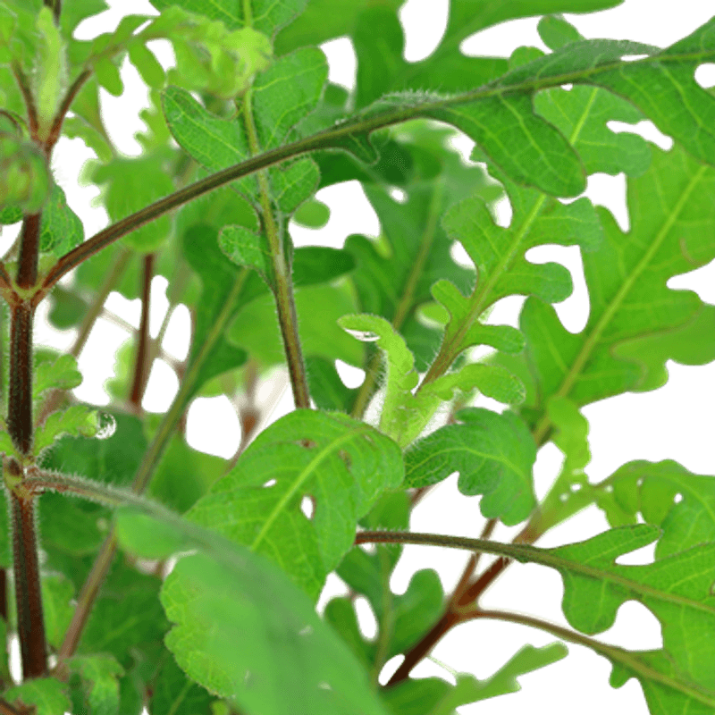 Hygrophila pinnatifida - Potte