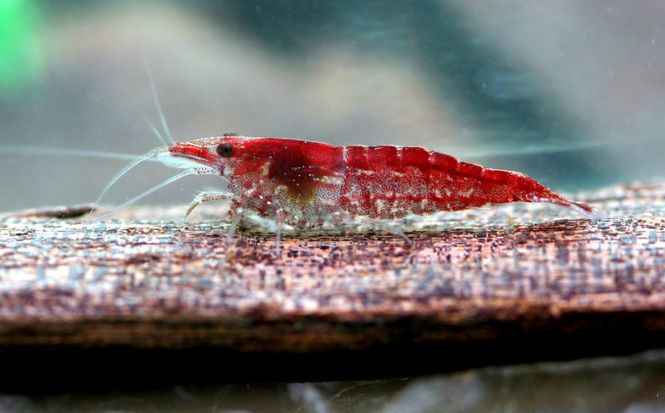 Hovedbilde Kirsebærreke Rød Neocaridina davidi