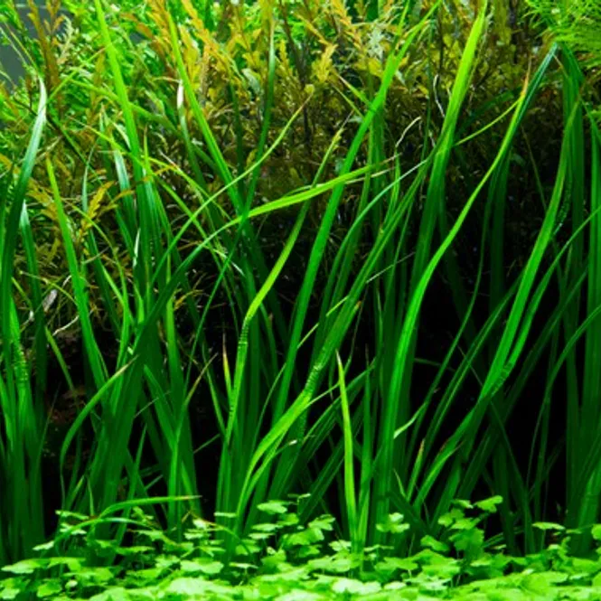 Hovedbilde Cyperus Helferi - Potte