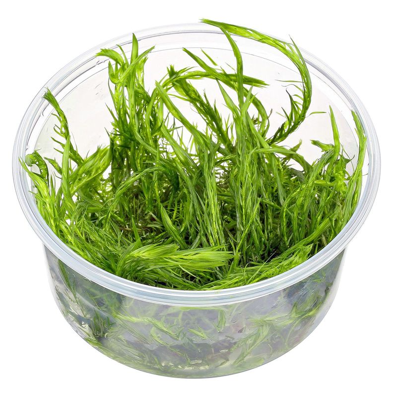 Mayaca fluviatilis invtro