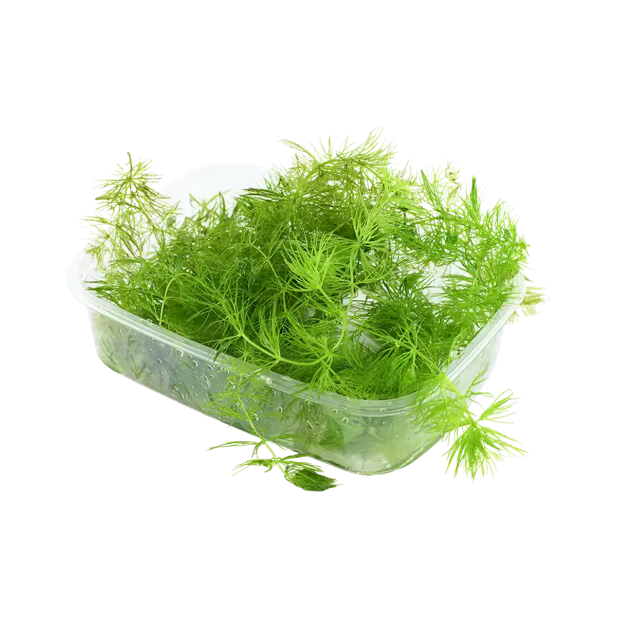 Hornblad   Porsjon Ceratophyllum demersum