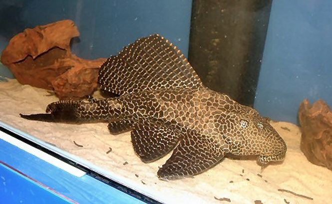 Hovedbilde Pterygoplichthys gibbiceps 30-35cm