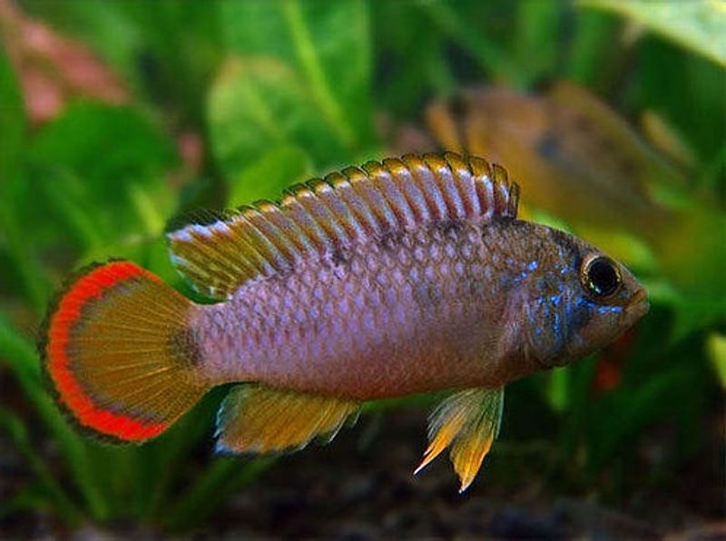Apistogramma nijsseni