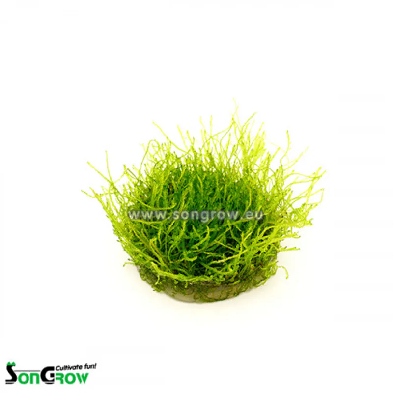 Java moss - Taxiphyllum barbieri invtro