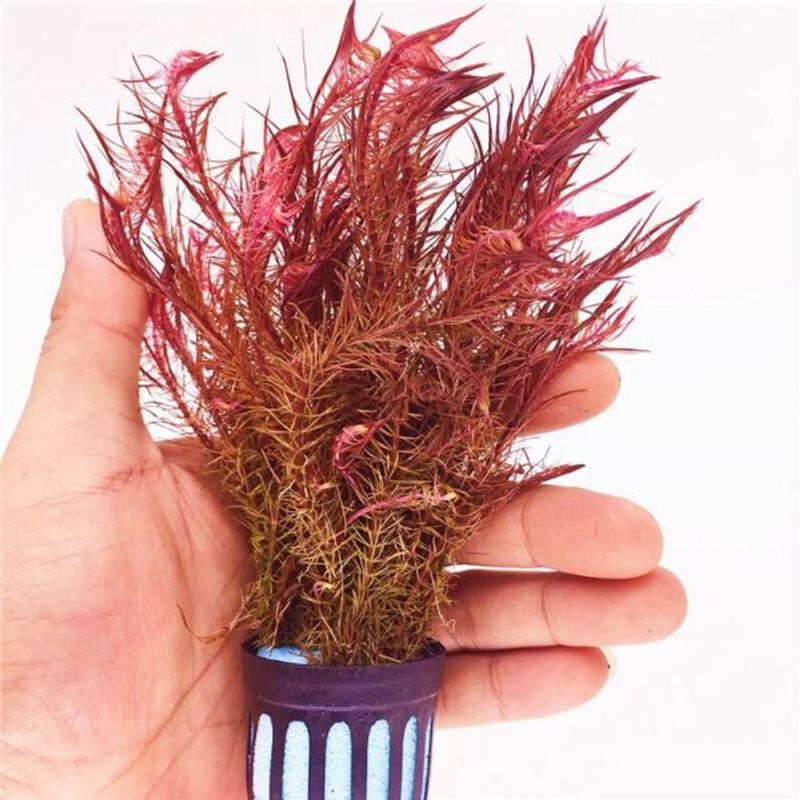 Rotala wallichii 