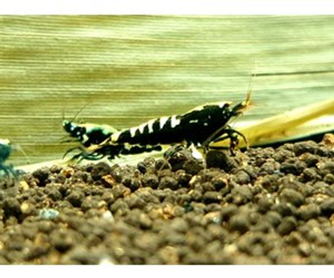 Hovedbilde Caridina Black Taitibee - Galaxy Gener