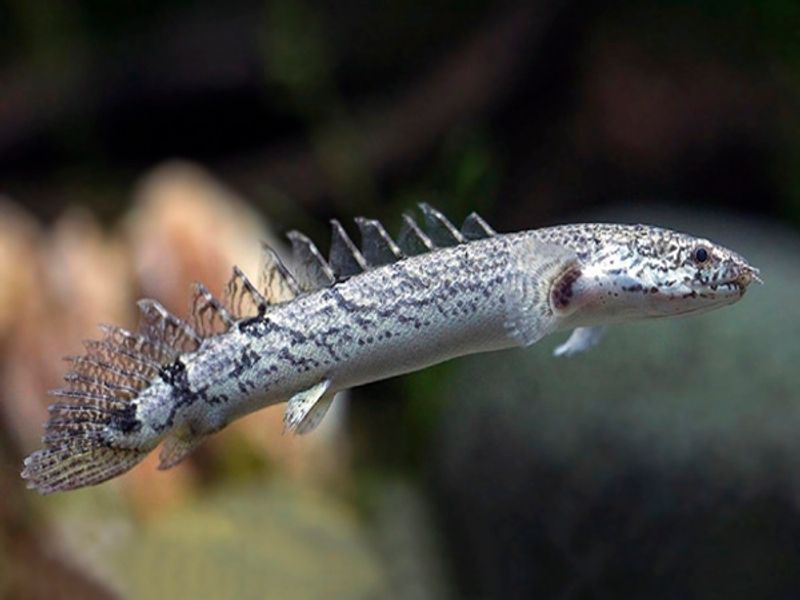 Polypterus delhezi  10-12cm