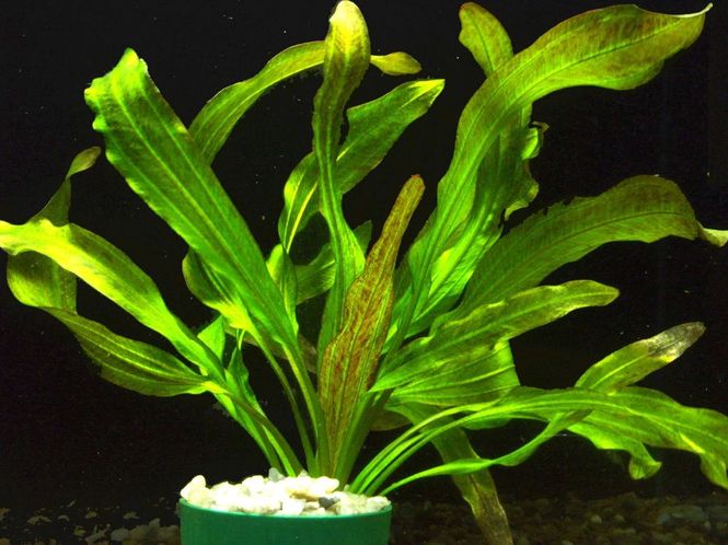 Hovedbilde Echinodorus 'Tanzende Feuerfeder'