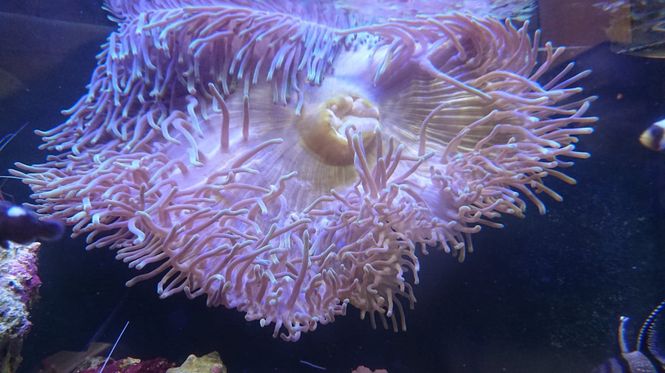 Hovedbilde ANEMONE  /Heteractis sp