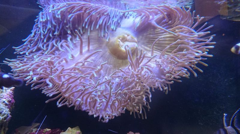 ANEMONE  /Heteractis sp