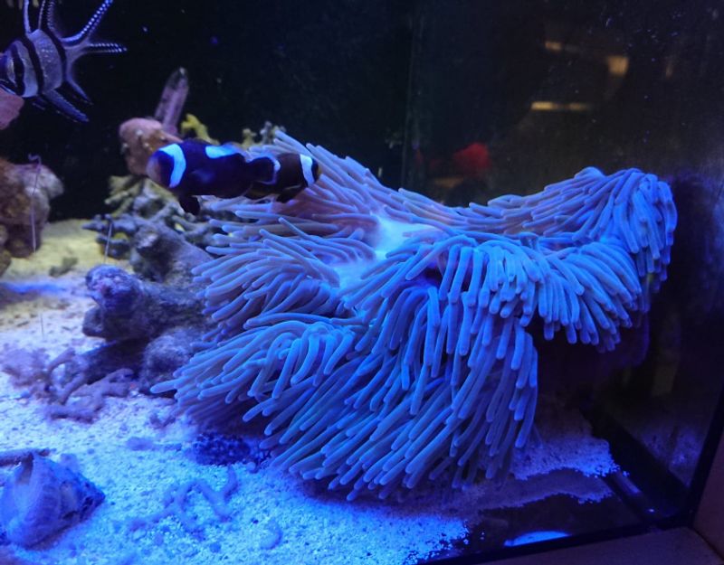 ANEMONE  /Heteractis sp