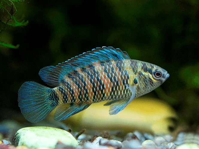 Hovedbilde Badis badis Kamelonfisk par 
