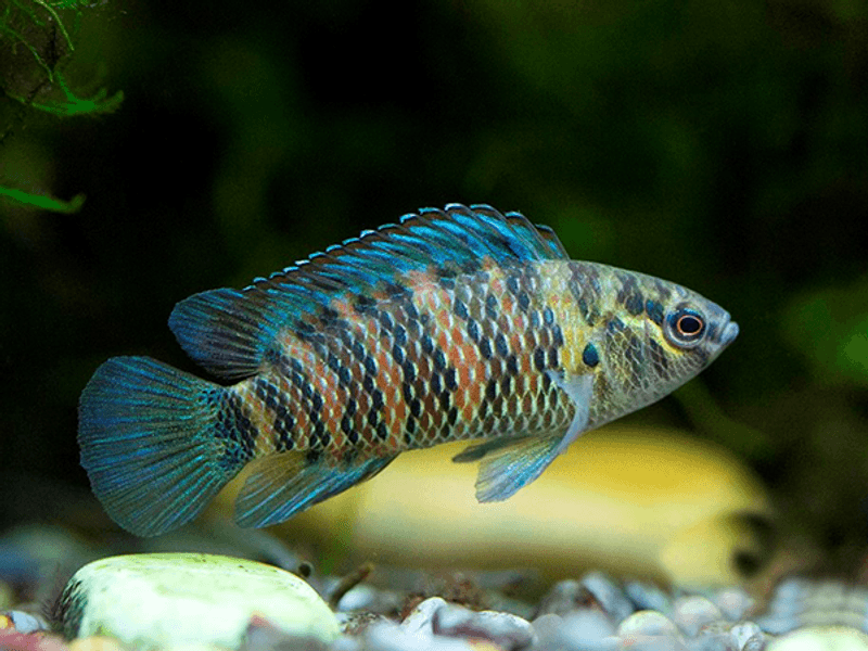 Badis badis Kamelonfisk 