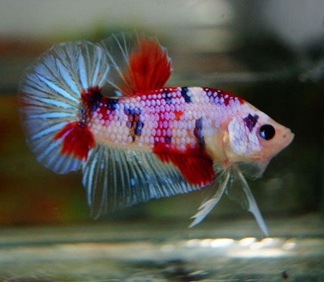 Hovedbilde Betta Splendens HMPK Koi hunner 