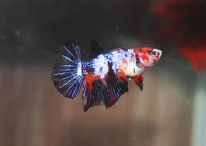 Hovedbilde Betta Splendens HMPK Koi hunner 