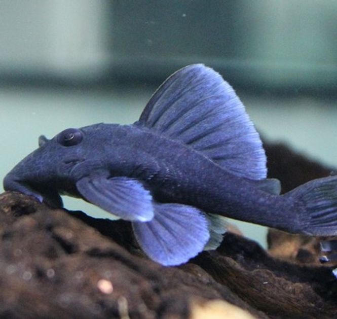 Hovedbilde L239 BARYANCISTRUS BEGGINI 6-8CM