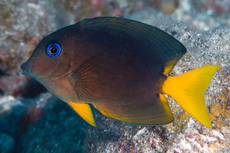 Blue Eye Tang - Fiji /Ctenochaetus binotatus