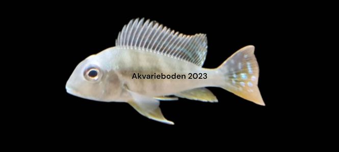 Hovedbilde Geophagus Altifrons  8 cm