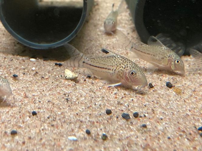 Hovedbilde Corydoras Copei VF 