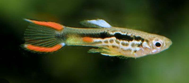 Poecilia Wingei Rainbow Snakeskinn par 