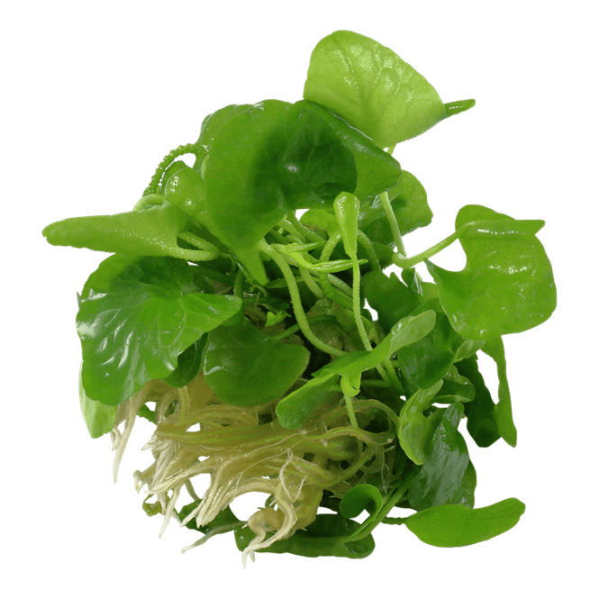Hovedbilde Nymphoides hydrophylla 'Taiwan' 1-2 Grow