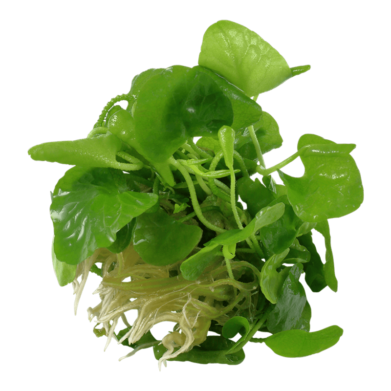 Nymphoides hydrophylla 'Taiwan' 1-2 Grow