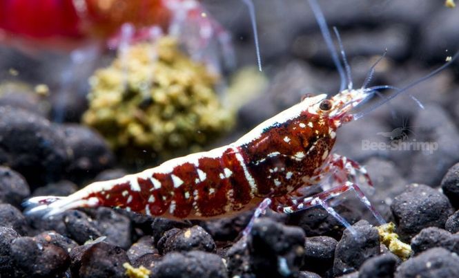 Hovedbilde Caridina Red  Galaxy Fishbone 