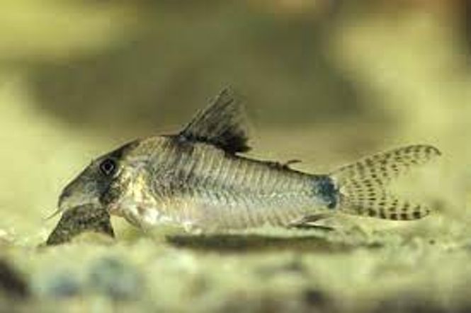 Hovedbilde CORYDORAS SEPTENTRIONALIS VF 3-4 CM