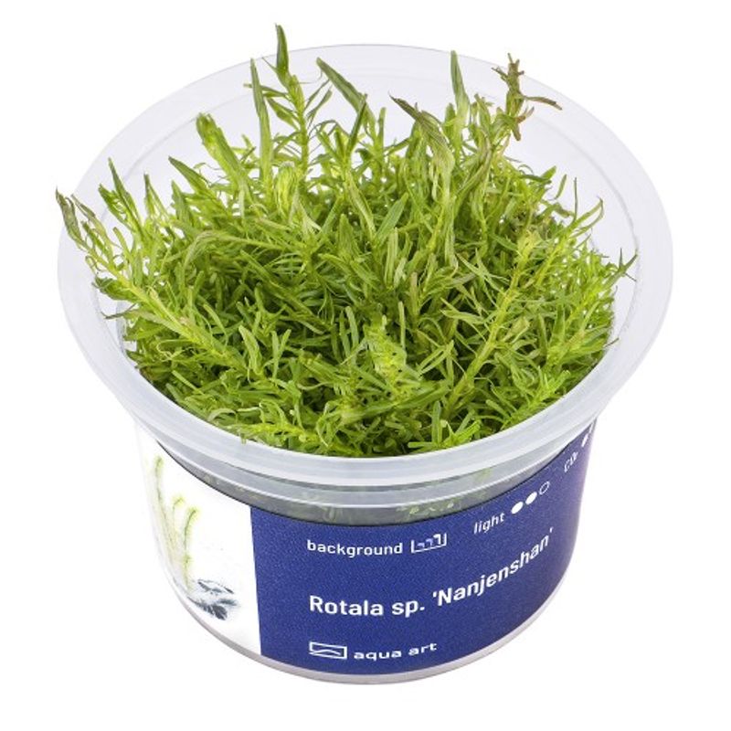 Aqua-Art Invitro Rotala sp.'Nanjenshan'