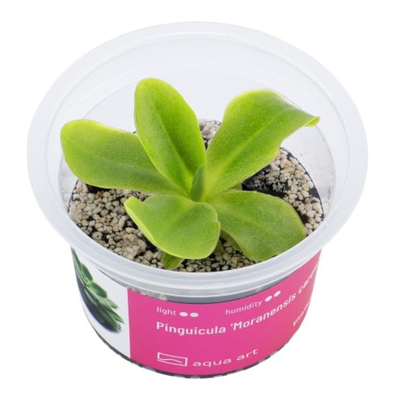 Aqua-Art Invitro Pinguicula 'Moranensis carow'