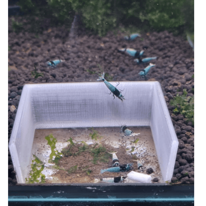 Hovedbilde AB Shrimp Feeding Station