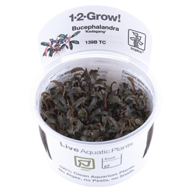 Hovedbilde Bucephalandra 'Kedagang' 1-2 Grow