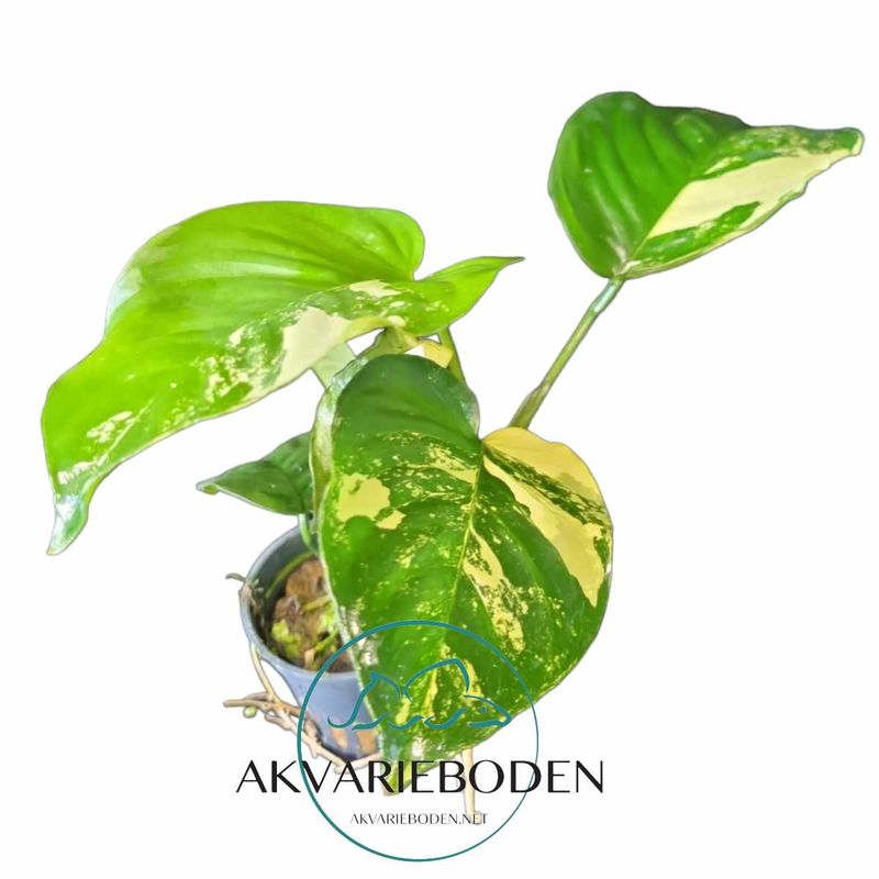 Anubias Barteri  Pinto Akvarieplante