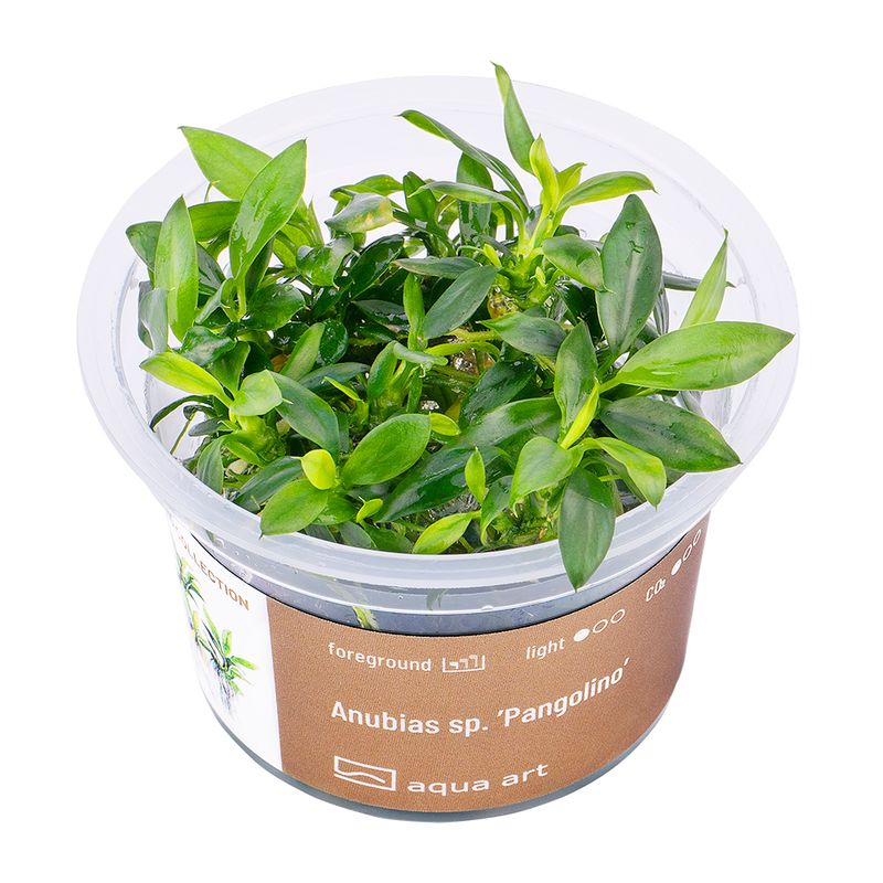 Aqua Art Invitro Anubias barteri sp.Pangolino