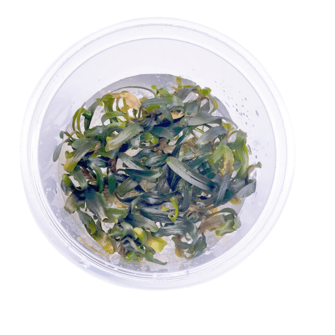 Hovedbilde Bucephalandra  Catarina Invitro 