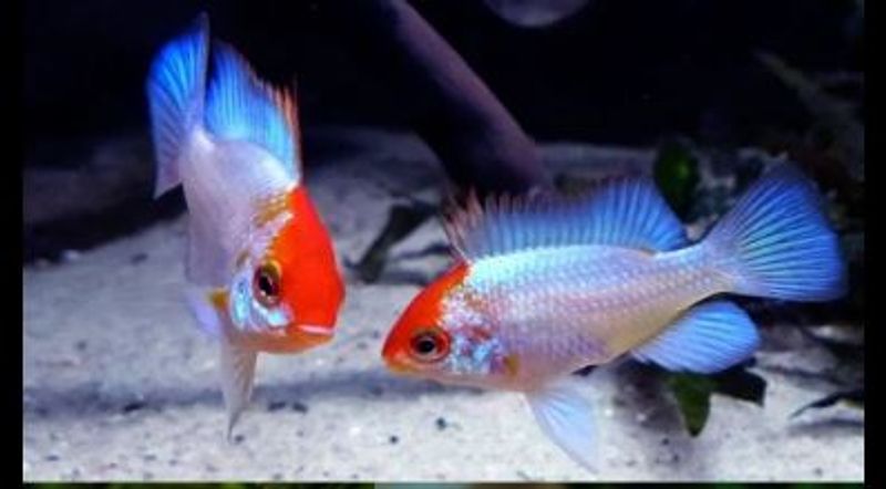 Mikrogeophagus ramirezi electric blue gold head