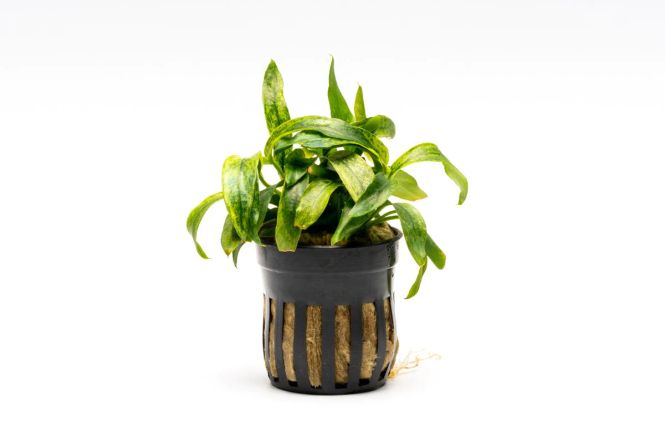 Hovedbilde Anubias Minima Variegated
