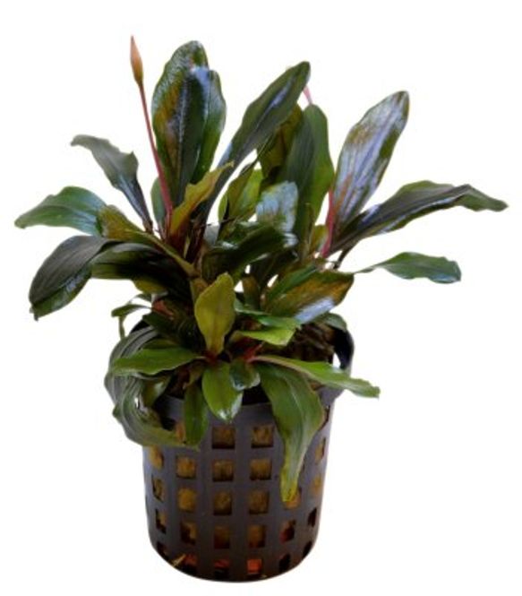 Hovedbilde  BUCEPHALANDRA THEIA Akvarieplante