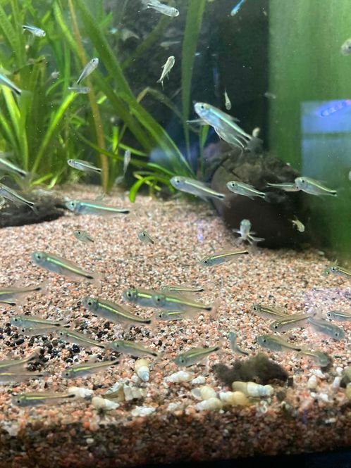 Hovedbilde Hyphessobrycon saizi VF 