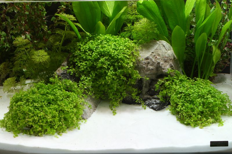 Dennerle Natural Gravel Bairaman 5kg