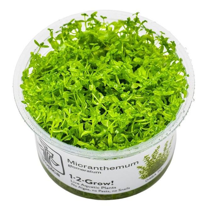 Hovedbilde Micranthemum glomeratum -1-2 Grow!