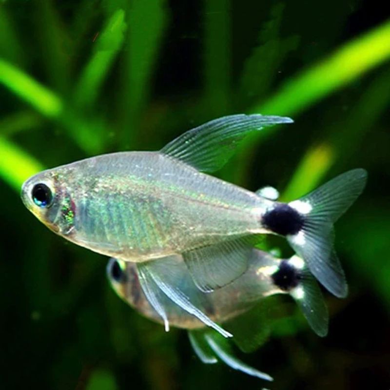 Hyphessobrycon elachys 