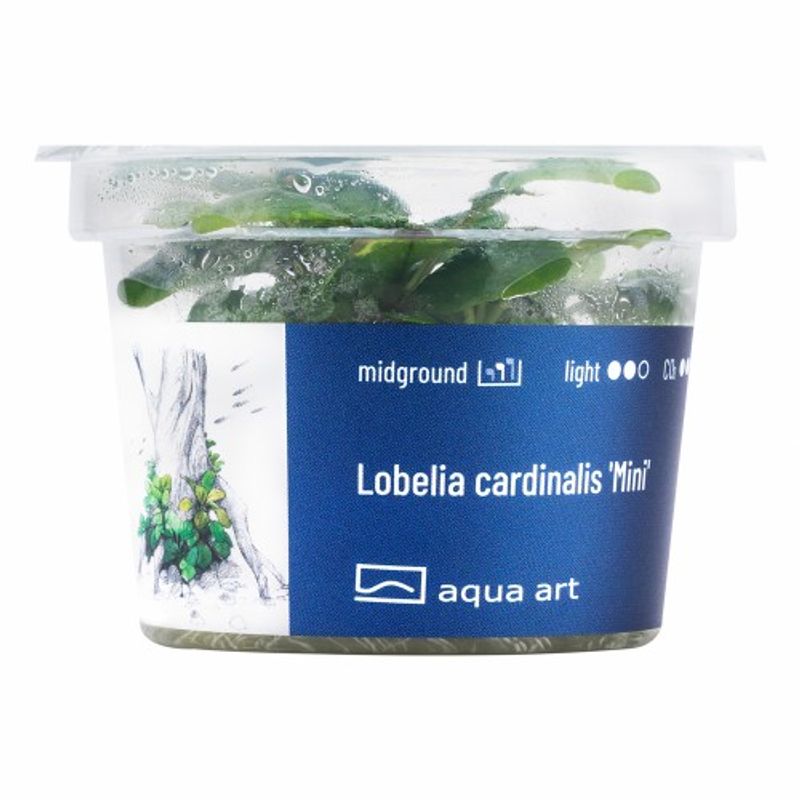 Aqua-Art Invitro Lobelia cardinalis Mini