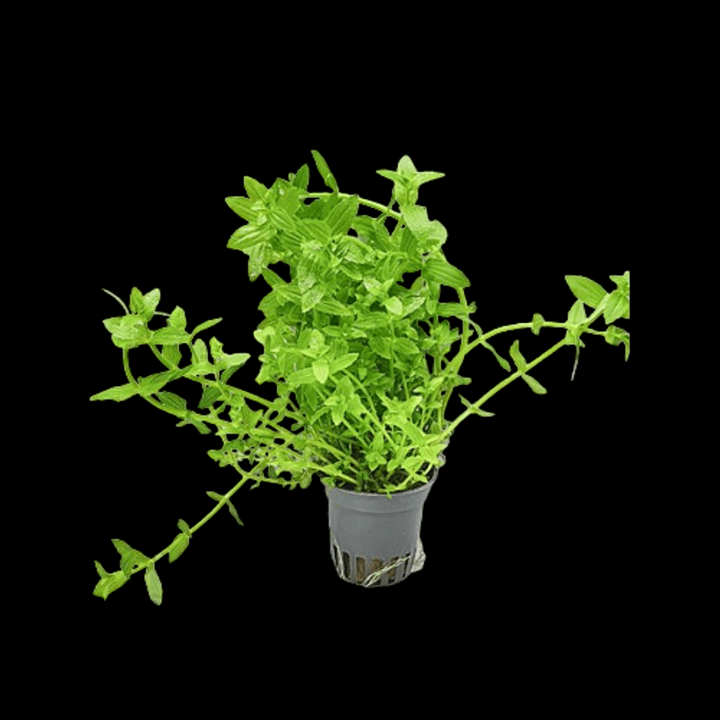 Gratiola viscidula 