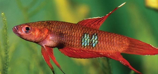 Hovedbilde BETTA COCCINA VF